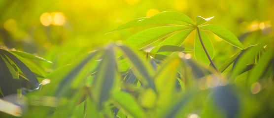 Beautiful Cassava leaf with sunlight.Close up
