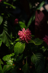 red flower in shadow