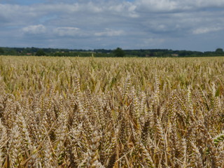 field of wheat