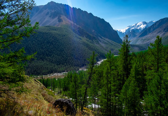 Fototapeta na wymiar Mountain river flows through the forest in the Altai Republic.