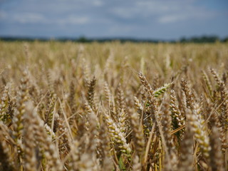 field of wheat