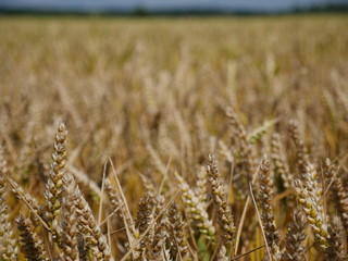 field of wheat