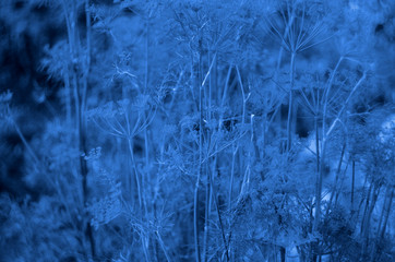 Classic blue background, copy space. Color of the year 2020. Nature floral background.