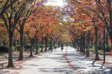 autumn in the park