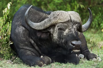 Plexiglas foto achterwand buffel in savanne in kenia © gi0572