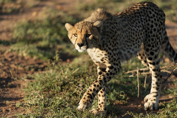 cheetah in savannah in kenya
