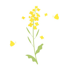 Vector canola flowers and butterfly  illustration on white