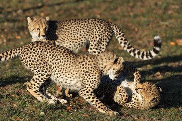 cheetah in savannah in kenya