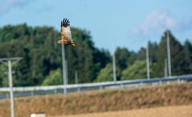 Buzzard (Buteo buteo)