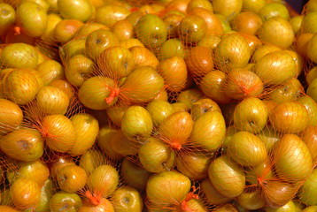 Ber — Zizyphus jujuba