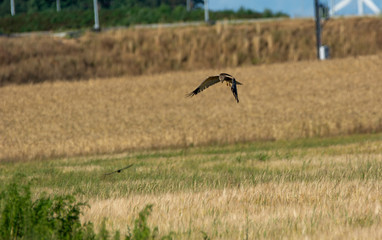 Buzzard (Buteo buteo)