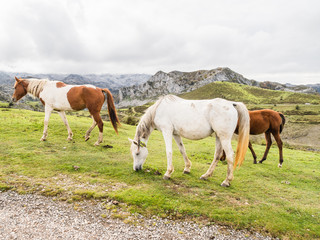 Obraz na płótnie Canvas Horses in the mountain, Covandonga Lakes, Asturias, Spain