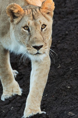 lion in savannah in kenya