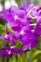 A delightful blooming lilac orchid is photographed close-up.