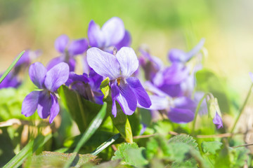 Beautiful bloom of violet odorate. The first spring flowers. 