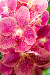 A delightful blooming motley orchid is photographed close-up.