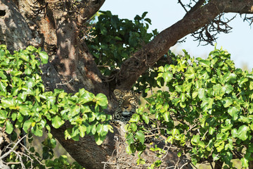 A leopard in savannah in kenya