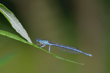  Blaue Federlibelle auf einem Grashalm