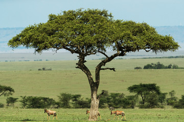 Group of eland in savannah