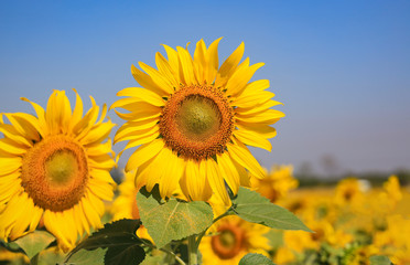 Sunflower in the field against with blue sky