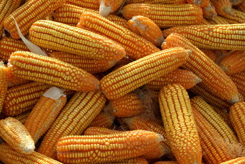 Fototapeta na wymiar Close shot of  fresh corns.