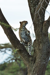 A leopard in savannah in kenya