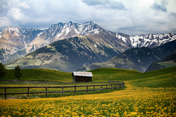 Alpine scenery with yellow flowers and a hut in the foreground