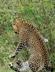 A leopard in savannah in kenya