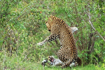 A leopard in savannah in kenya