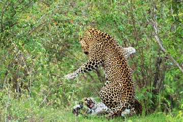 Obraz na płótnie Canvas A leopard in savannah in kenya