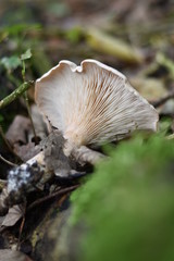 Pilz im Wald