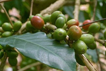Close shot of Arabic coffee plant.