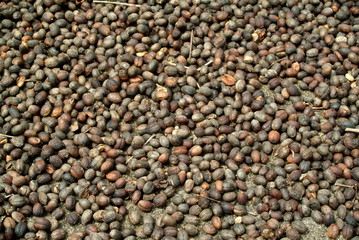 Close-up of plenty of dried coffee beans.