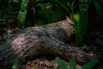 trunk of tree