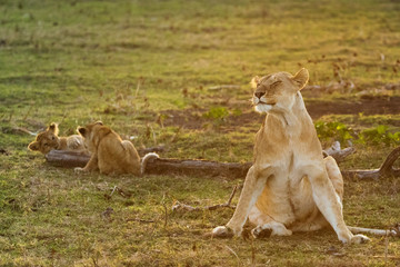 lion in savannah in kenya