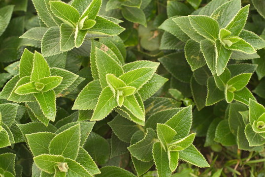 close shot of Karvy, Strobilanthes Callosa, a wild vegetation on the plateau of Kas, Satara area, Maharashtra, India. It blooms once in 8 years