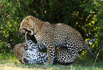 A leopard in savannah in kenya