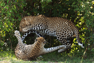 A leopard in savannah in kenya