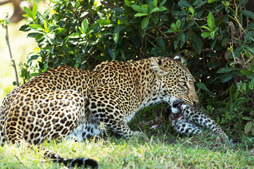 A leopard in savannah in kenya