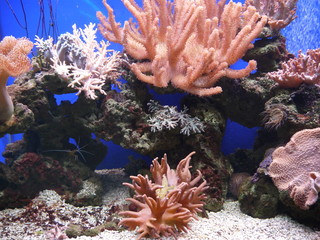 Colorful corals grow in tropical seas waters