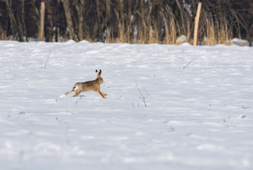 Gray wild rabbit (hare) in his natural habitat, in a cold winter day