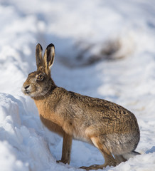 Naklejka premium Gray wild rabbit (hare) in his natural habitat, in a cold winter day