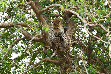 A leopard in savannah in kenya