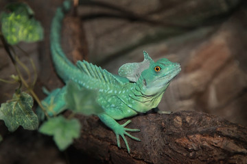 Plumed basilisk (Basiliscus plumifrons).