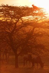 Fototapeta na wymiar Group of wildebeest in savannah