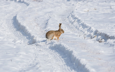 Gray wild rabbit (hare) in his natural habitat, in a cold winter day