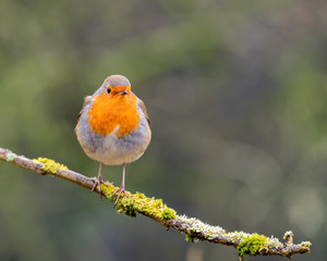 European Robin Perched in a Tree