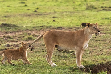 Fototapeta na wymiar lion in savannah in kenya
