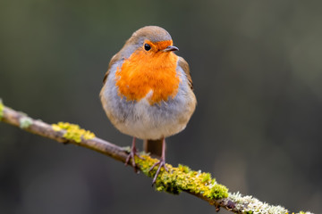 European Robin Perched in a Tree