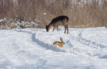 Gray wild rabbit (hare) and a delicate wild deer eating in the background, in their natural habitat, in a cold winter day. Selective focus
